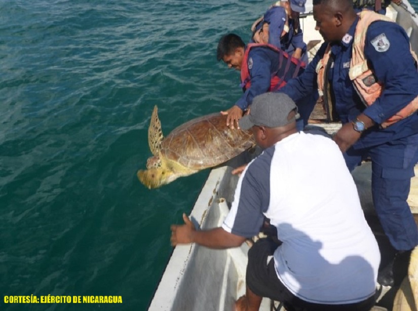 TORTUGA1